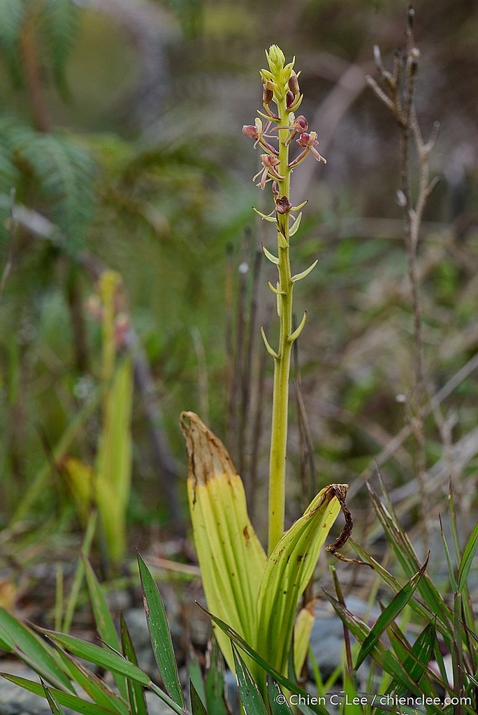Liparis rheedei (Liparis rheedei)