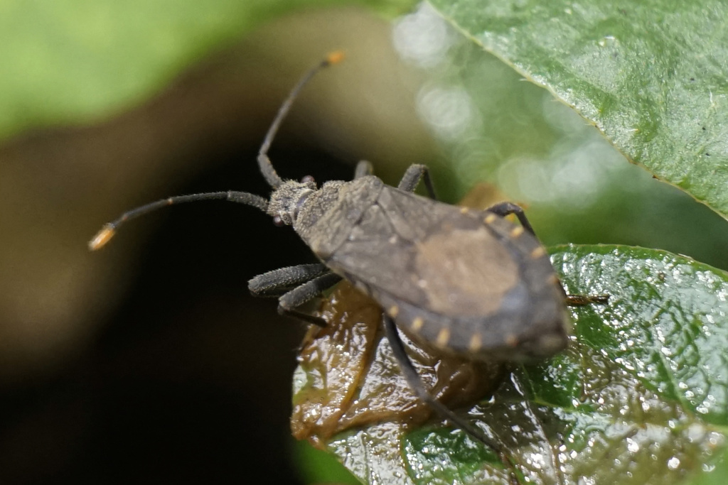 Hygia opaca from Tung Chung, Hong Kong on September 18, 2020 at 10:18 ...