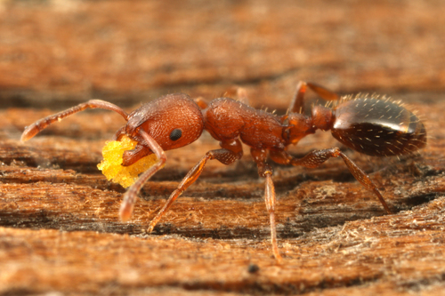 Temnothorax clypeatusTemnothorax clypeatus