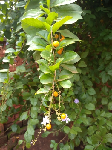 Duranta erecta image