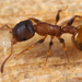 Temnothorax affinis - Photo 由 gernotkunz 所上傳的 (c) gernotkunz，保留所有權利