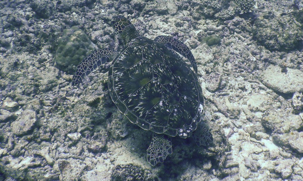 Green Turtle