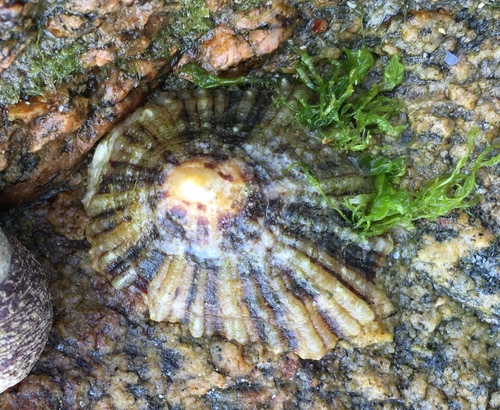 Black-footed Limpet