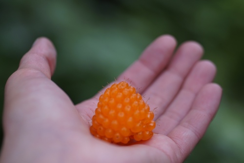 Salmonberry fruiting