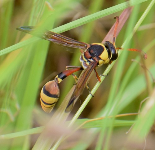 Okinawa Mud Wasp