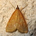 Dogbane Saucrobotys Moth - Photo (c) Missy McAllister-Kerr, all rights reserved, uploaded by Missy McAllister-Kerr