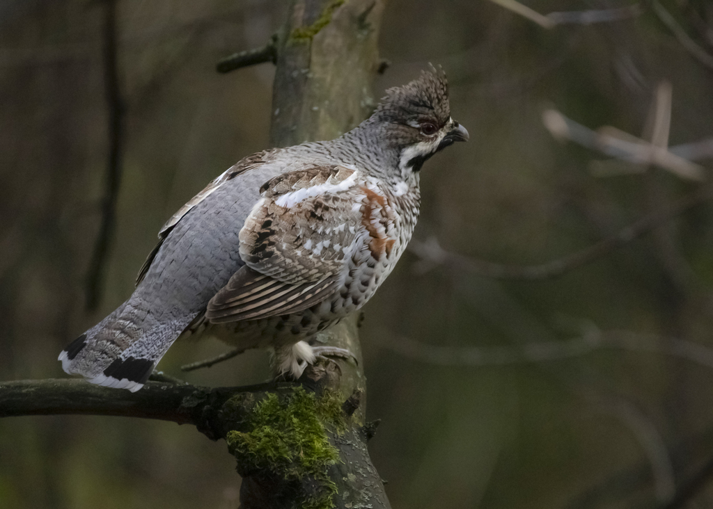 Hazel Grouse photo