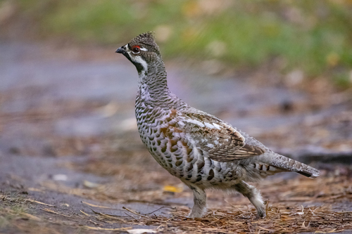 Hazel Grouse