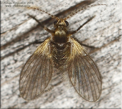 Trichomyia nuda