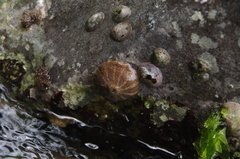 Bunodosoma granuliferum image