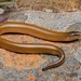 Thin-tailed Legless Skink - Photo (c) Tyrone Ping, all rights reserved, uploaded by Tyrone Ping