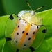Asian Spotted Tortoise Beetle - Photo (c) nathanoi, all rights reserved