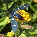 Polka-Dot Wasp Moth - Photo (c) flwildbeauty, all rights reserved, uploaded by flwildbeauty