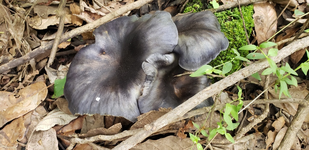 Omphalotus mexicanus from Minatitlán Municipality, Colima, Mexico on ...