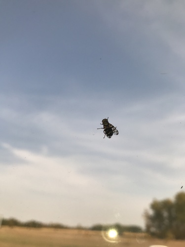 Narrow-Banded Picture-Winged Fly