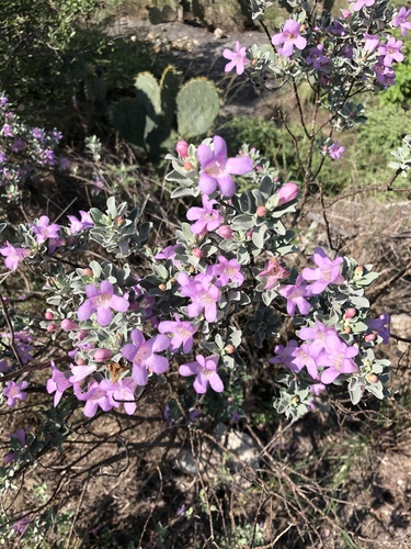 Leucophyllum