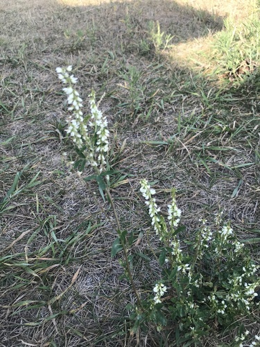 White Sweetclover