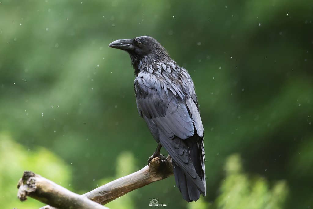 Cuervo Común (Corvus corax) · ArgentiNat