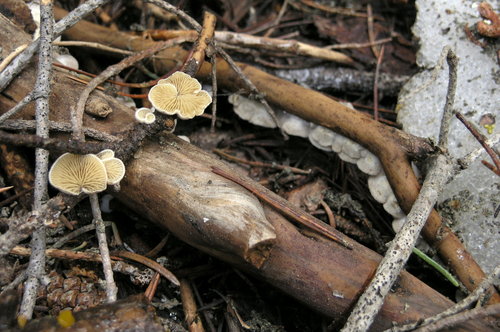 Crepidotus fimbriatus