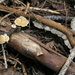 Crepidotus fimbriatus - Photo (c) Douglas Smith, todos los derechos reservados, uploaded by Douglas Smith