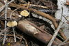 Crepidotus fimbriatus - Photo (c) Douglas Smith, all rights reserved, uploaded by Douglas Smith