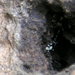 Hyaloscypha hyalina - Photo 由 Douglas Smith 所上傳的 (c) Douglas Smith，保留所有權利