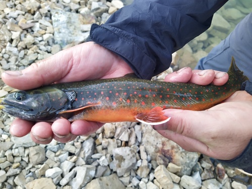 Dolly Varden
