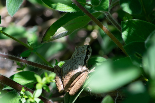 iNaturalist observation photo of Pacific chorus frog