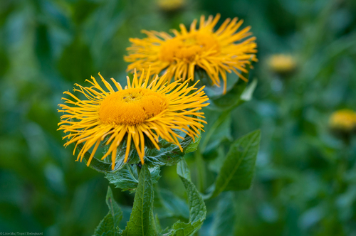 Eastern Fleabane