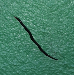 Image of Kontikia (laubenfelsia) ventrolineata