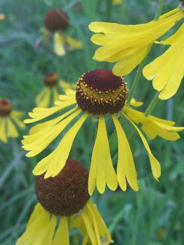 Helenium campestre Small