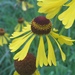 Old Field Sneezeweed - Photo (c) Cherrie-lee P. Phillip, all rights reserved, uploaded by Cherrie-lee P. Phillip