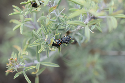 iNaturalist observation photo of Harlequin Bug