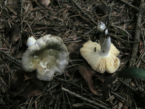 Russula postiana