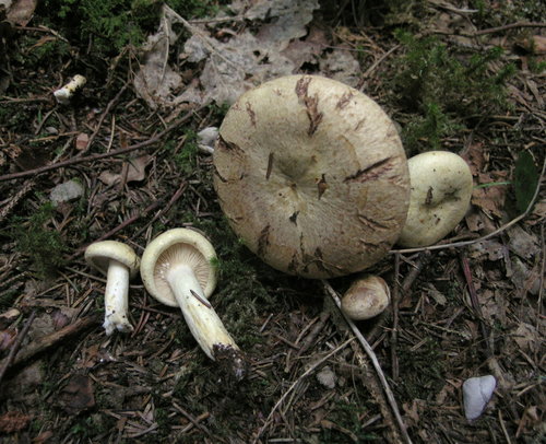 Lactarius flavidus