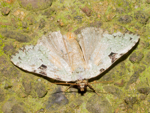Green Leuconycta Moth
