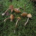 Galerina uncialis - Photo (c) Douglas Smith, all rights reserved, uploaded by Douglas Smith