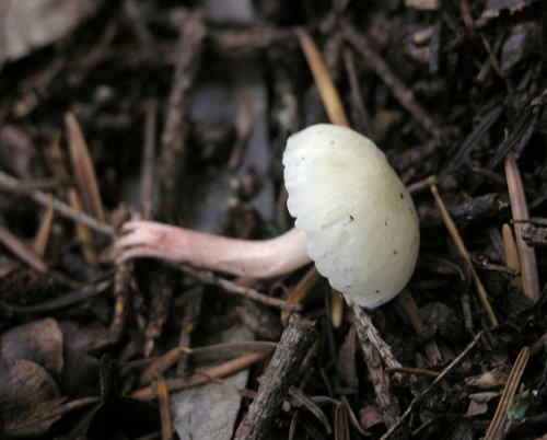 Snowy Waxcap