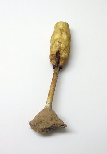 Podaxis inyoensis