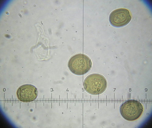 Podaxis inyoensis