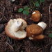 Russula favrei - Photo (c) Douglas Smith, all rights reserved, uploaded by Douglas Smith