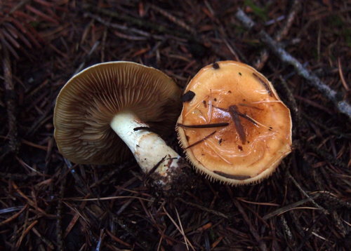 Cortinarius percomis