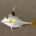 Shortnose Tripodfish - Photo (c) Pradip Patade, all rights reserved, uploaded by Pradip Patade