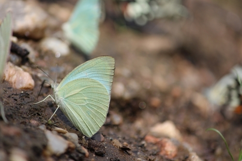 Mottled Emigrant