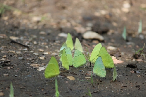 Lemon Migrant