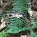 Arichanna melanaria fraterna - Photo (c) Alan Richey, todos los derechos reservados, subido por Alan Richey