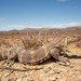 Varanus albigularis albigularis - Photo (c) Tyrone Ping, todos los derechos reservados, subido por Tyrone Ping