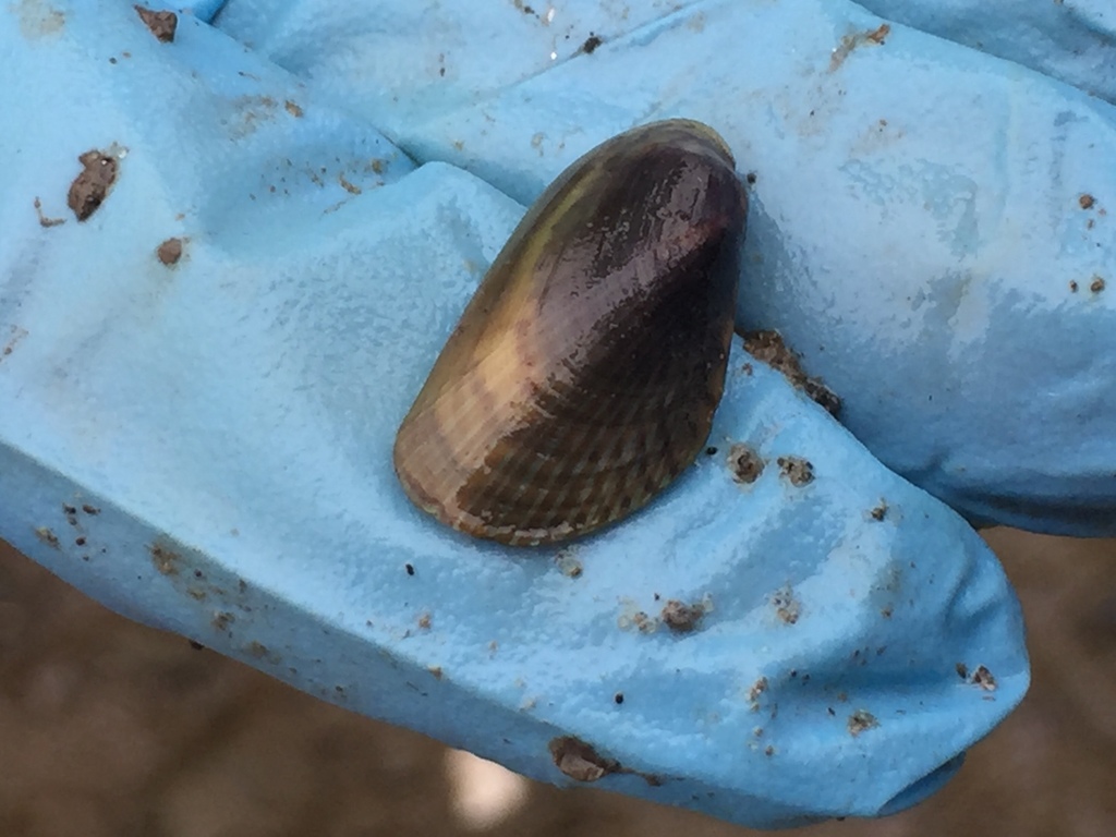 Asian Date Mussel from Lakeside Park, Oakland, CA, US on August 12