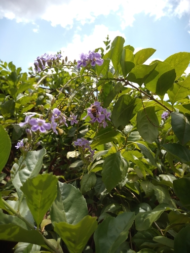 Western Honey Bee