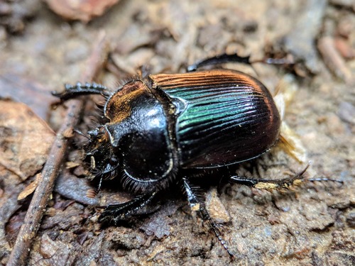 Ceratophyus martinezi